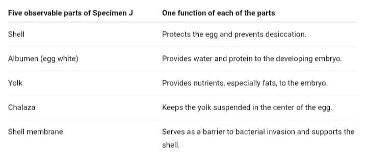 BIOLOGY-PRACTICAL-WAEC-2025